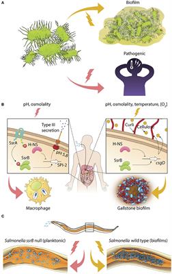 Switching Lifestyles Is an in vivo Adaptive Strategy of Bacterial Pathogens